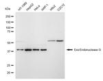 ENDOGL1 Antibody in Western Blot (WB)