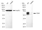 CD46 Antibody