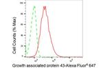 GAP43 Antibody in Flow Cytometry (Flow)