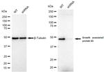 GAP43 Antibody