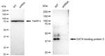 GATA3 Antibody