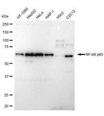 NFkB p65 Antibody in Western Blot (WB)