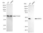 HDAC3 Antibody