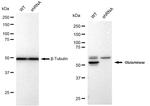 Glutaminase Antibody