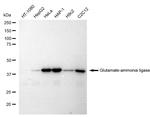 Glutamine Synthetase Antibody in Western Blot (WB)