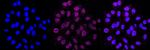 G6PD Antibody in Immunocytochemistry (ICC/IF)