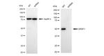 GRSF1 Antibody