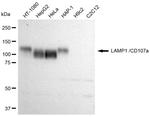 LAMP1 Antibody in Western Blot (WB)