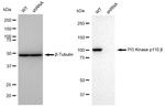 PIK3CB Antibody