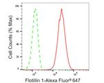 Flotillin 1 Antibody in Flow Cytometry (Flow)