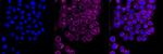 Flotillin 1 Antibody in Immunocytochemistry (ICC/IF)