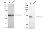 Flotillin 1 Antibody