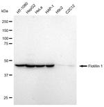 Flotillin 1 Antibody in Western Blot (WB)