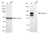 ITGB1 Antibody