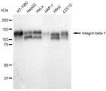 ITGB1 Antibody in Western Blot (WB)