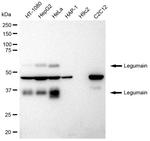 LGMN Antibody in Western Blot (WB)