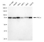 PKC alpha Antibody in Western Blot (WB)