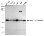 Active/Pro-Caspase 3 Antibody in Western Blot (WB)