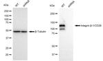 ITGB1 Antibody