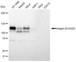 ITGB1 Antibody in Western Blot (WB)