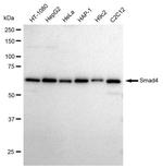 SMAD4 Antibody in Western Blot (WB)