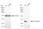 pro-Caspase 3 Antibody