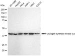 GSK3B Antibody in Western Blot (WB)