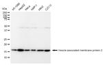 VAMP2 Antibody in Western Blot (WB)