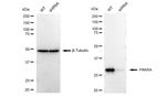 PACT Antibody