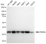 PACT Antibody in Western Blot (WB)