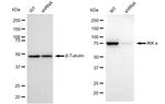 IKK alpha Antibody