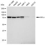 IKK alpha Antibody in Western Blot (WB)