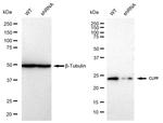 CLPP Antibody