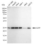 CLPP Antibody in Western Blot (WB)