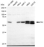 SRC Antibody in Western Blot (WB)