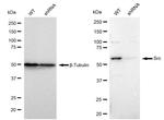 SRC Antibody