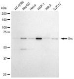 SRC Antibody in Western Blot (WB)