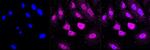 BMP-6 Antibody in Immunocytochemistry (ICC/IF)