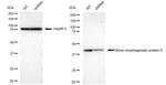 BMP-6 Antibody