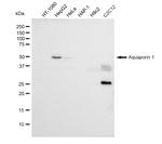 Aquaporin 1 Antibody in Western Blot (WB)