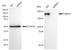 TSC2 Antibody