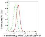 Ferritin Heavy Chain Antibody in Flow Cytometry (Flow)