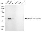 Phospho-GSK3B (Ser9) Antibody in Western Blot (WB)