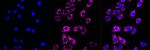 ACADS Antibody in Immunocytochemistry (ICC/IF)