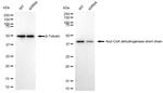 ACADS Antibody