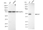 Arp3 Antibody