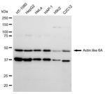 BAF53A Antibody in Western Blot (WB)