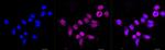 DAXX Antibody in Immunocytochemistry (ICC/IF)