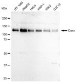 DAXX Antibody in Western Blot (WB)