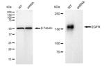 EGFR Antibody